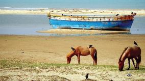 will-a-horse-sanctuary-be-set-up-in-dhanushkodi