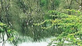 kannamangalam-next-to-gandhi-nagar-lake-cranes-on-tree-branches-as-white-lights