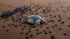 missile-test-stop-in-odisha-to-protect-sea-turtles