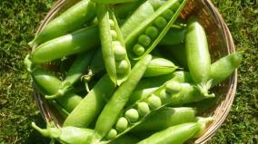 govt-s-import-permit-lowers-pea-prices-selling-at-rs-4-000-per-quintal