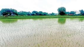 heavy-rains-on-paddy-damage-to-rice-seedlings-by-water-logging-flooding-on-houses