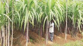 sugarcane-overturned-by-cyclone-in-sivaganga