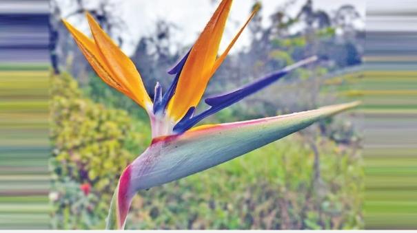 Bird of Paradise which looks like a bird