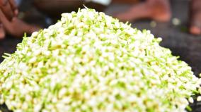 last-mukurtha-day-of-2023-madurai-jasmine-flower-sold-at-rs-3-500-per-kg