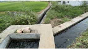 sewage-mixed-water-for-irrigation-from-palani-pond-farmers-alleges