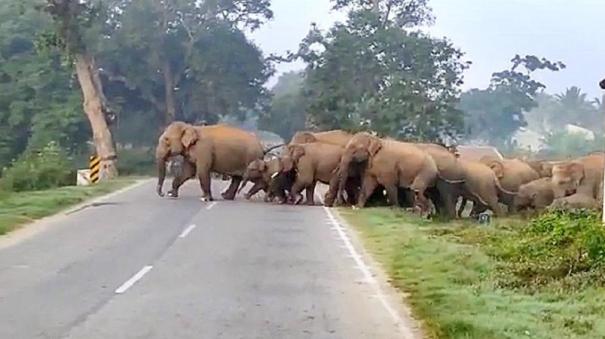 Herd of Elephants Roaming with their Cubs on the Coonoor - Mettupalayam Hill Track