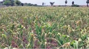 will-there-be-relief-for-the-maize-crop