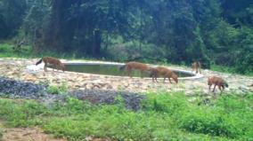 jackals-prowling-in-droves-hogenakkal