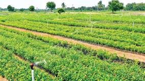 great-project-to-increase-green-area-in-trichy