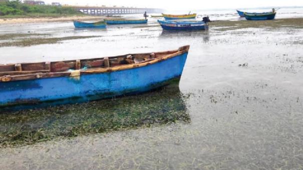 Intruded Sea on Pamban - Fishermen Fear