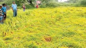 260-acres-of-paddy-crop-damage-due-to-continuous-rain-on-sivagangai-tiruppuvanam-and-manamadurai