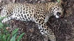 dead-leopard-s-legs-chopped-off-incident-three-special-forces-probe-on-kotagiri