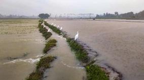 95-cm-in-tuticorin-kayalpattinam-heavy-rain-in-39-places-in-southern-districts