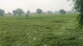 7-000-hectares-of-paddy-fields-submerged-in-rainwater-in-ramanathapuram