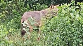 villagers-fear-a-lone-fox-roaming-near-theerthamalai