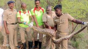 10-pythons-caught-on-v-k-puram-floods