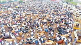 livestock-dying-without-immediate-treatment-in-erode