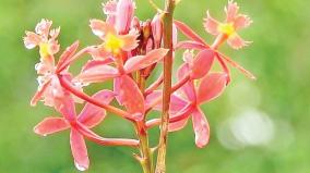 cruciferous-flowers-in-kodaikanal-hills