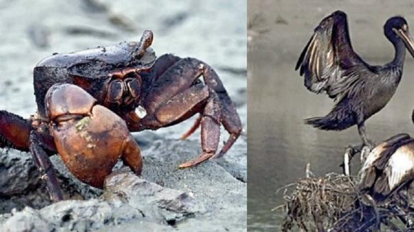 Birds with Oily Wings on Ennore Estuary Suffer - Food Shortage; Risk of Death