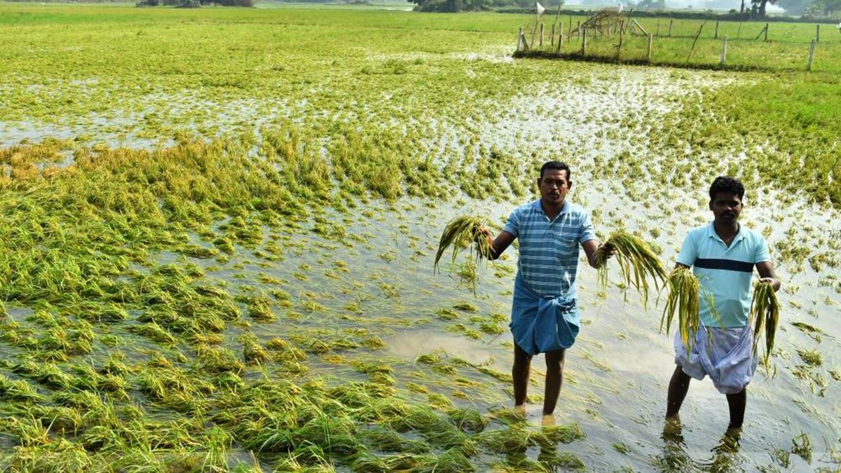 பாதிக்கப்பட்ட பகுதிகளில் நெல், மானாவரி பயிர்களுக்கு நிவாரணத்தை உயர்த்த  கோரிக்கை | Request to increase the relief for paddy and rainfed crops in  the affected areas - hindutamil.in