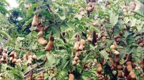 increase-on-tamarind-yield-on-hosur-region-farmers-happy