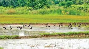 black-storks-hunting-worms-on-fields-near-krishnagiri