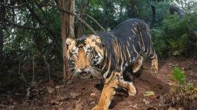 rare-species-of-black-tigers-roam-in-odisha