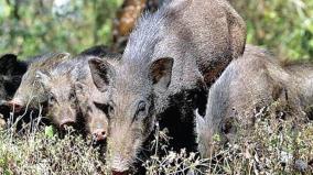 wild-boar-infestation-has-continued-since-the-sangam-period