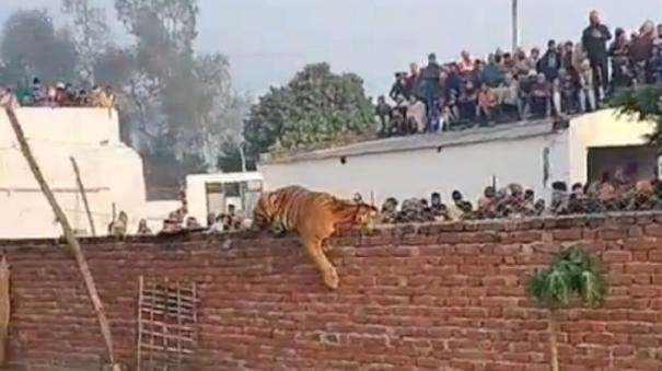 tiger entering an Uttar Pradesh village forest department caught the tiger after a long struggle