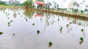 2nd-phase-of-paddy-cultivation-on-krishnagiri-5000-acres-increase-over-last-year
