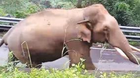 increase-on-elephants-movement-on-udumalai-munnar-road