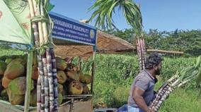 initial-sugarcane-harvest-begins-at-chinnamanur-for-retail-sale