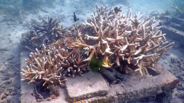 Artificial coral reefs, seaweeds in Ramanathapuram