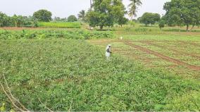 cultivation-of-vegetables-in-rotational-mode-in-sivagangai