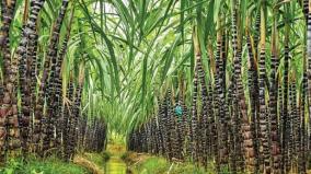 will-ration-shops-provide-sugarcane-for-pongal-expectations-of-farmers