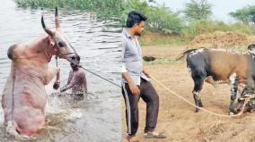 bulls-preparing-for-jallikattu-on-palani-ahead-of-pongal-festival