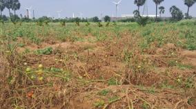 tomato-plants-rotted-by-heavy-rains-in-radhapuram-block-farmers-worried
