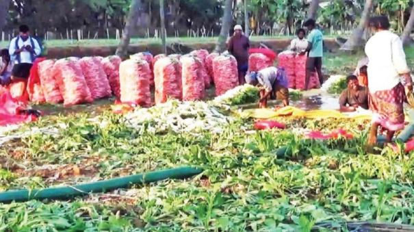 Radish Cultivation on 4735 Acres on Krishnagiri - Farmers Happy with Price Hike