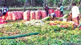 radish-cultivation-on-4735-acres-on-krishnagiri-farmers-happy-with-price-hike