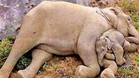 baby-elephant-sleeping-on-mother-s-embrace-pollachi-viral-photo-background