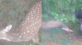 spotted-deer-killed-by-dogs-on-dharmapuri
