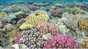 banned-corals-for-sale-in-rameswaram