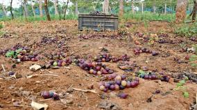 grapes-bursting-with-frost-in-dindigul