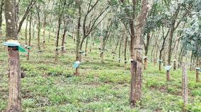 120-acres-of-rubber-trees-destroyed-in-6-months-nagercoil