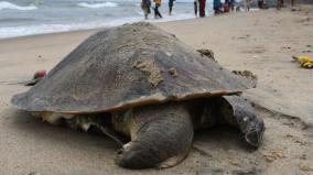 olive-radley-turtle-death-in-boat-collision-buried-on-beach