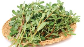 white-goosefoot-for-liver-protection