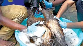 forest-department-cleans-up-the-oil-on-the-bodies-of-storks-with-laundry-detergent