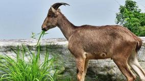 nilgiri-tahr-survey-by-drones-for-the-first-time-in-march-april