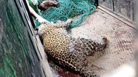 a-leopard-that-killed-two-people-in-nilgiris-district-trapped