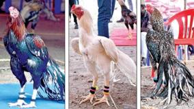 rooster-fair-in-dindigul